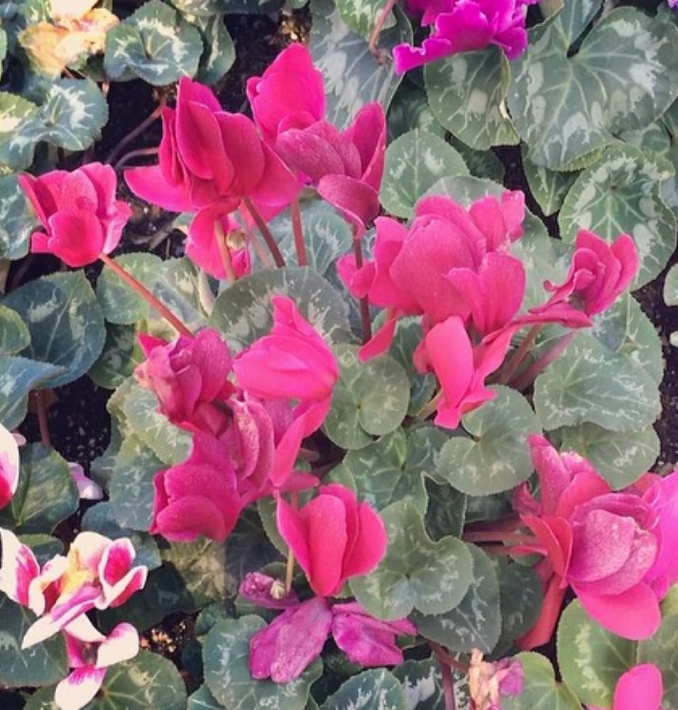 Joe’s Greenhouse Nurseries & Gardening 779 S Main St, Layton, UT