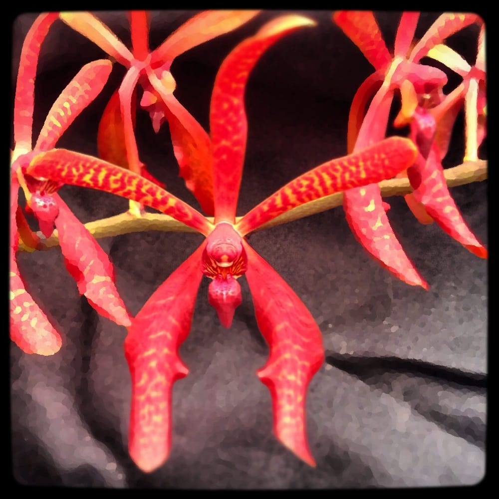 Amazonia Orchids
