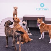city paws pet club