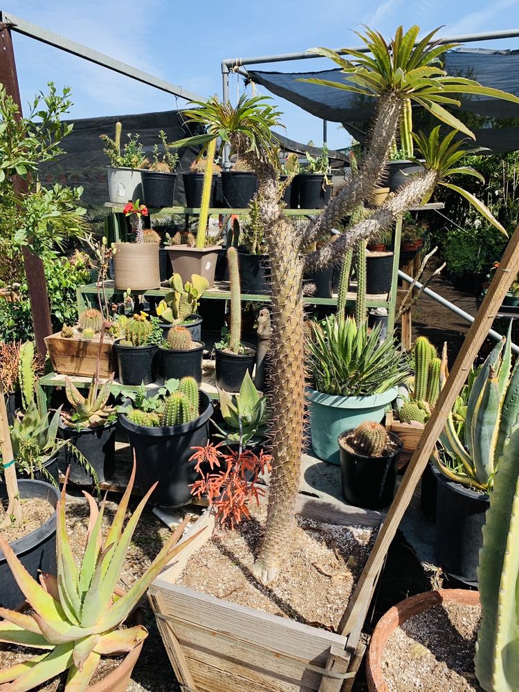 South Bay Roots Nursery