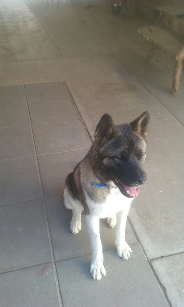 Dog Poop Cleaning Service Near Me Dog Poop Cleaning Service Near Me