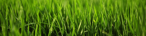 Home Exterminating Service