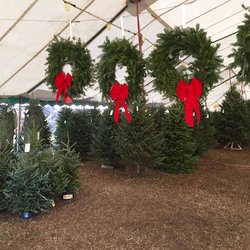 Photo Of Jacks Christmas Trees Photo Of Jacks Christmas Trees