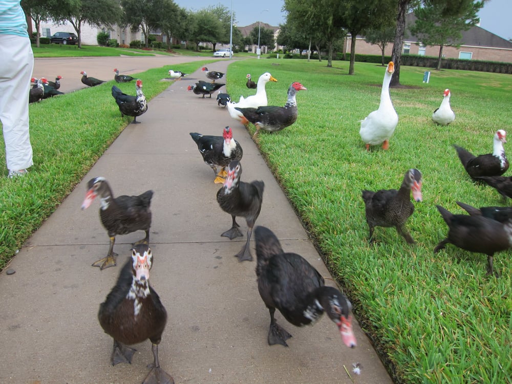 Woodbridge Lake 15 Photos Parks 11201 Lake Woodbridge Dr, Sugar