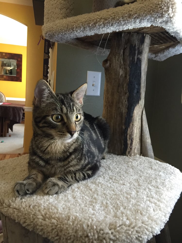 Mud Bay 13 Reviews Pet Stores 4816 Point Fosdick Dr NW, Gig