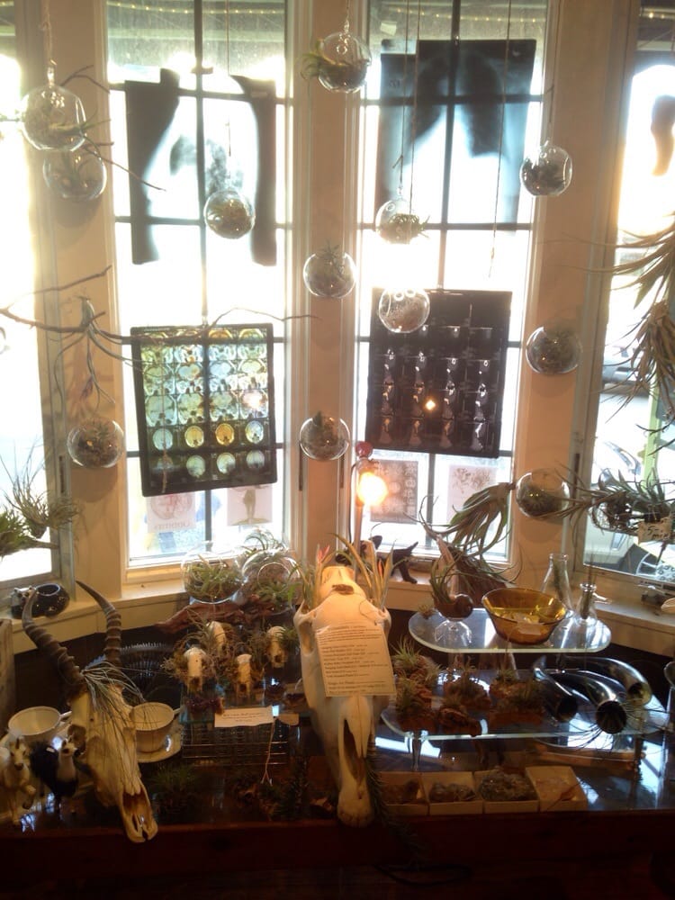 Air Plants Paradise Yelp Photo Of Bazaar Baltimore Md United States Air Plants Paradise