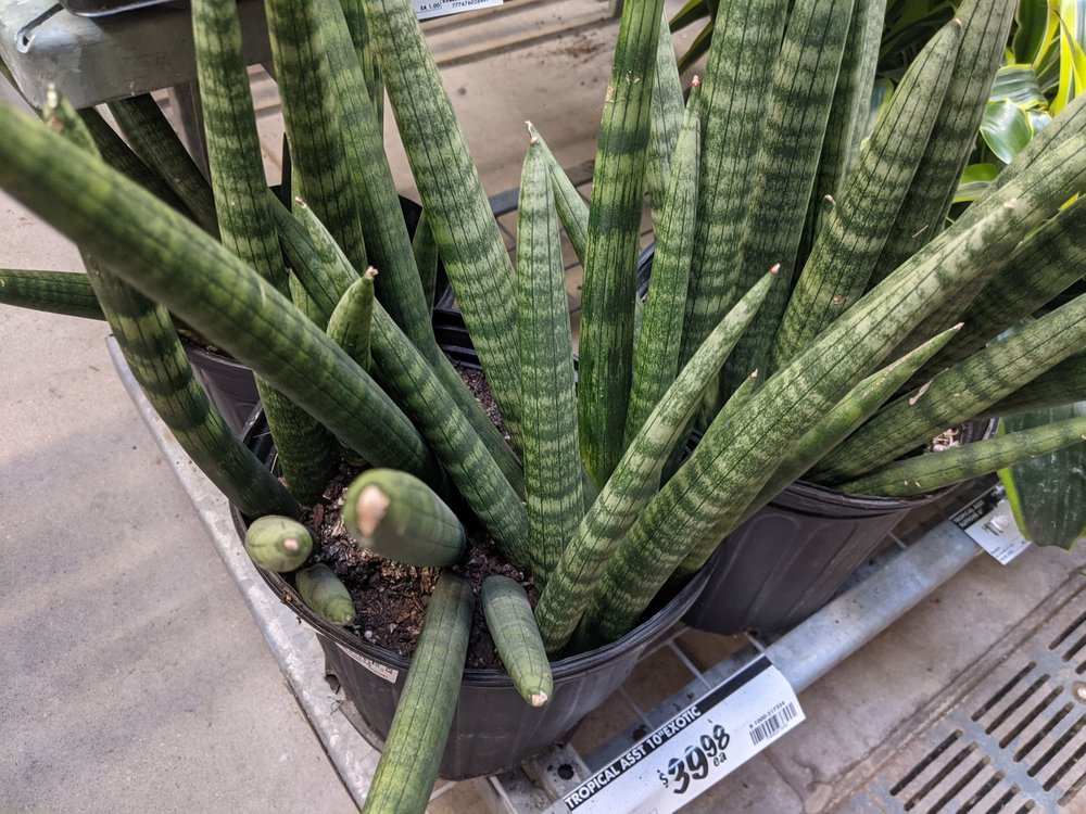 Home Depot