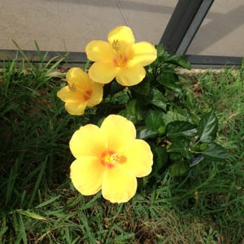 Green Acres Nursery 11 Reviews Nurseries Gardening 1378 Photo Of Green Acres Nursery Apopka Fl United States