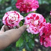 Gerald The Turkey Oakland Turkey To Be Relocated From Morcom
