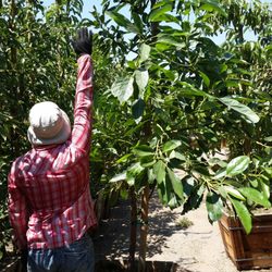 Socal Nursery 47 Photos Nurseries Gardening 9312 Ben Nevis Photo Of Socal Nursery Riverside Ca United States Avocado H Large
