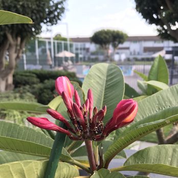 Plumeria Kingdom 10 Photos Nurseries Gardening 8252 Forelle Photo Of Plumeria Kingdom Huntington Beach Ca United States Just Waiting For