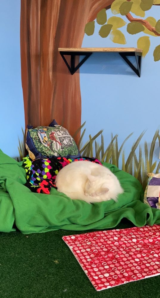 Bajah's Cat Cafe