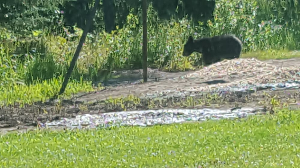 Black bear casino phone number