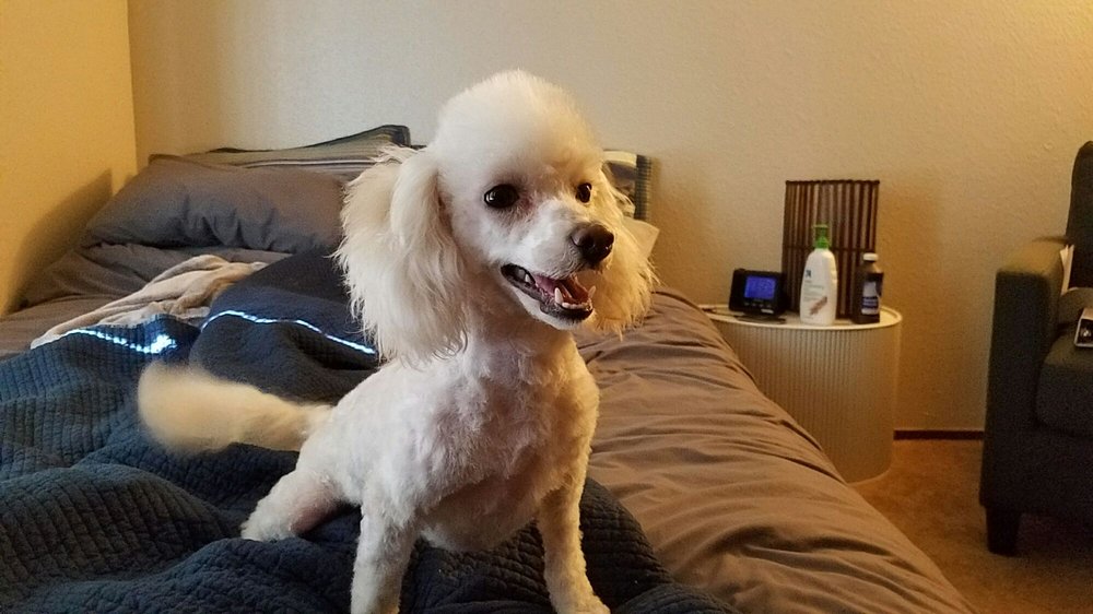 Pride Mobile Pet Grooming 76 Photos & 176 Reviews Pet Groomers
