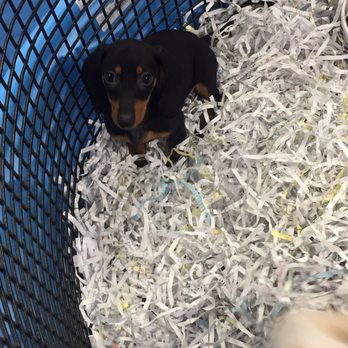 puppies galore more puppies galore more 16 photos 15 reviews pet shops 8102 blanding blvd puppies galore more puppies galore more 16 photos 15 reviews pet shops 8102 blanding blvd