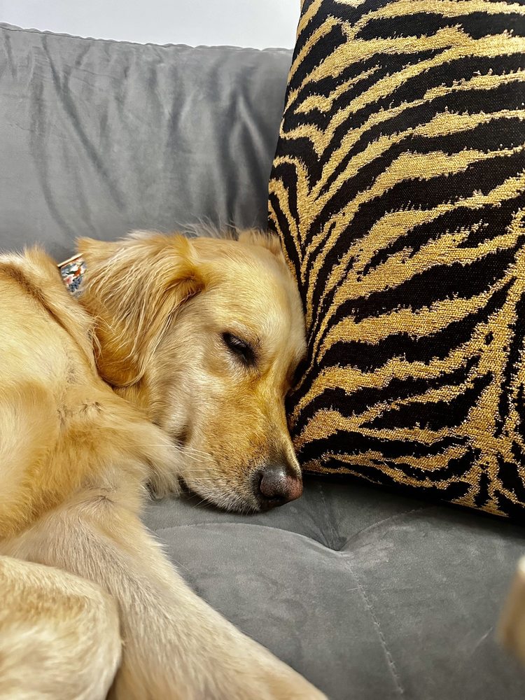 Blessed Oasis Pet Resort