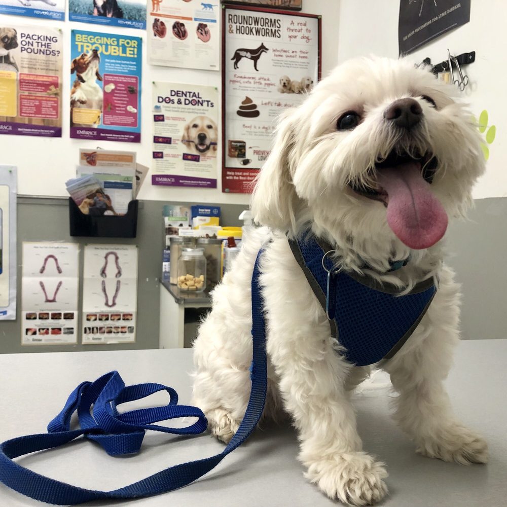 Pawsitive Veterinary