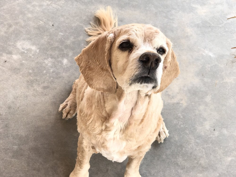 Pampered Pups Mobile Spa 37 Photos Pet Groomers 5331 E Woodridge