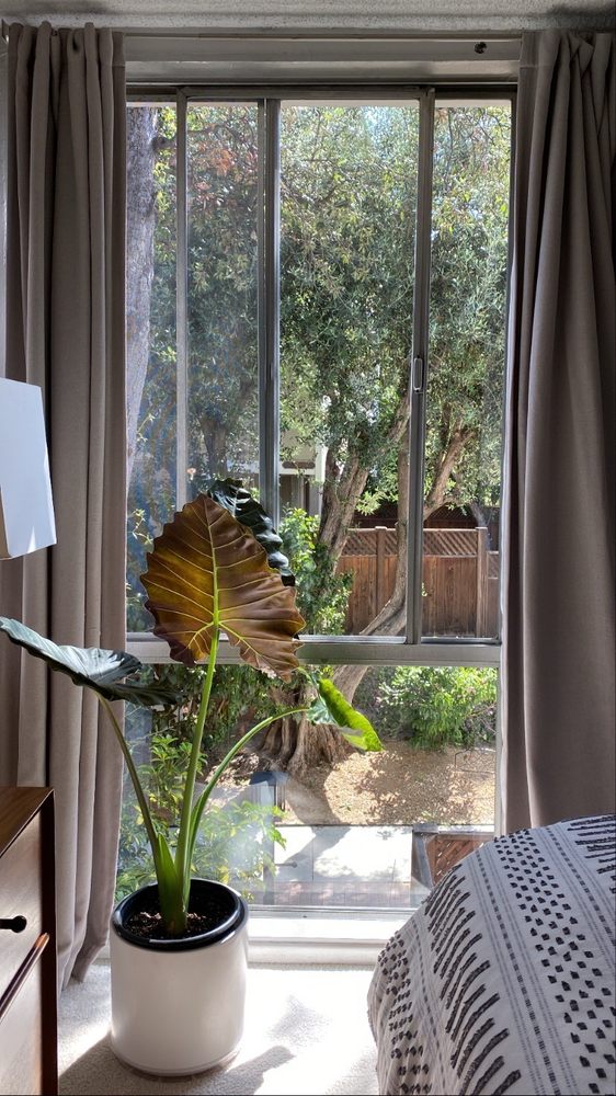 West Window Washing