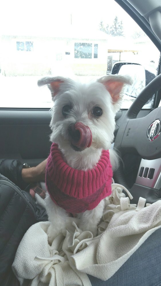 Doggie Stylz Grooming 13 Photos Pet Groomers 3417 120A Avenue