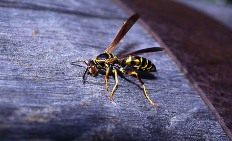 Keystone Pest Control