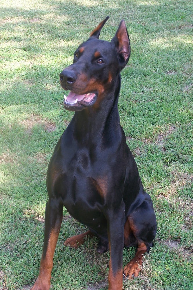 Vom Amaris K9 Get Quote Pet Stores 18268 Maries Rd 530, Rolla, MO Phone Number Yelp