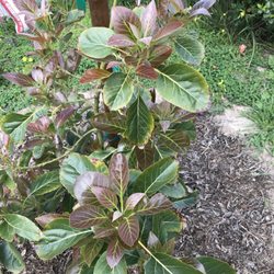 Photo of Atkins Nursery - Fallbrook, CA, United States. Kona Sharwil