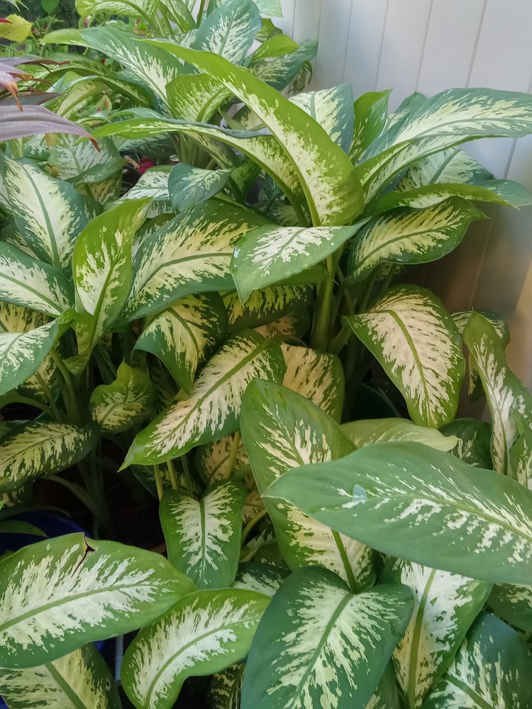 Seat of Wisdom Plant Nursery