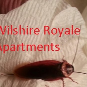 Wilshire Royale Apartments 96 Photos 56 Reviews Photo Of Wilshire Royale Apartments Los Angeles Ca United States Roaches