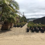 Growing Grounds Nursery Tree Outlet 20 Photos 15 Reviews Photo Of Growing Grounds Nursery Tree Outlet Camarillo Ca United States