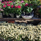 El Plantio Nursery Landscaping 59 Photos 54 Reviews Photo Of El Plantio Nursery Landscaping Escondido Ca United States Spring