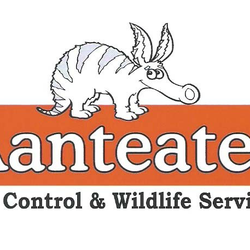 Aanteater