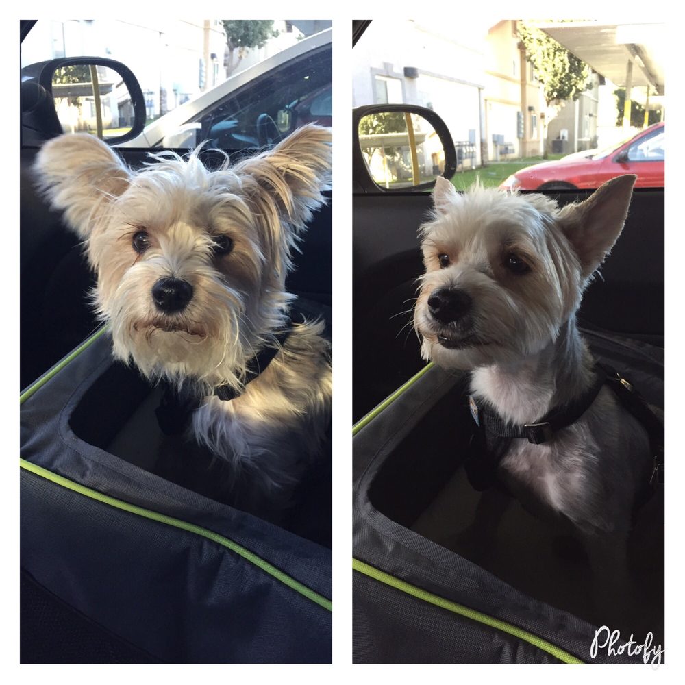 Doggie Do’s Pet Salon 35 Photos & 53 Reviews Pet Groomers 716 Oak
