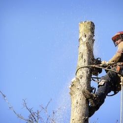 Bay Area Maintenance Tree Service Services Tampa Fl Photo Of Bay Area Maintenance Tree Service Tampa Fl United States