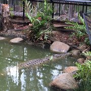 Photo of Aussie Mailman - Cherrybrook New South Wales, Australia. Croc at Hartley's Far North Queensland