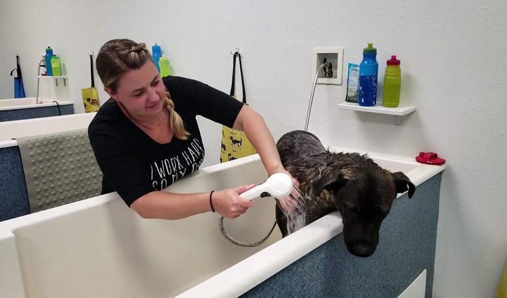 blue collar dog services