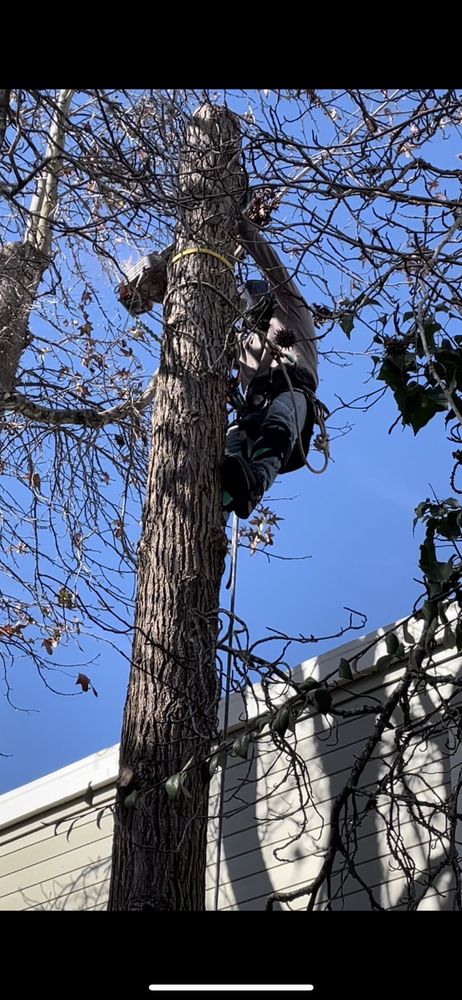 Navarrete Concrete Stump Grinding & Tree Service