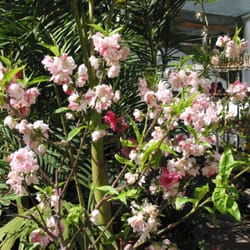 Pomona Nursery Closed Nurseries Gardening 1225 E Holt Ave Photo Of Pomona Nursery Ca United States