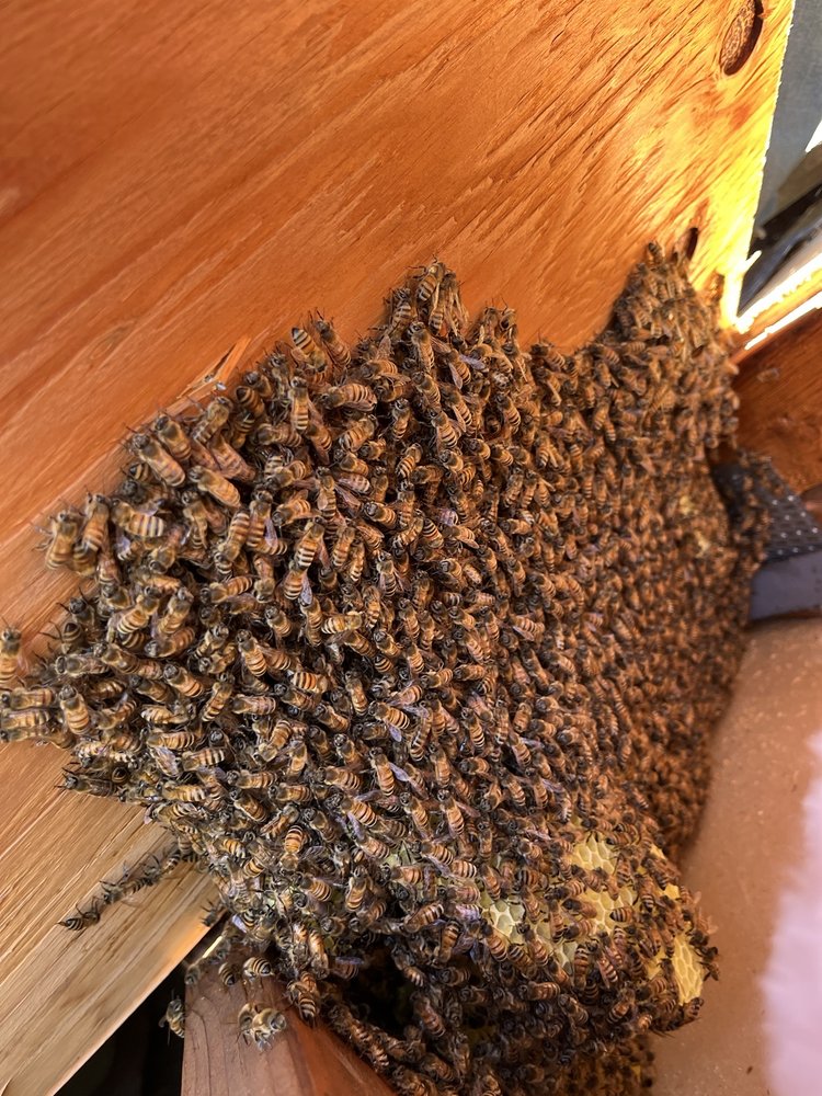 Budget Bee Removal