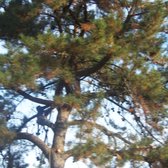 Atlas Tree Service 11 Photos 33 Reviews Landscaping 150 Photo Of Atlas Tree Service Concord Ca United States 1 The