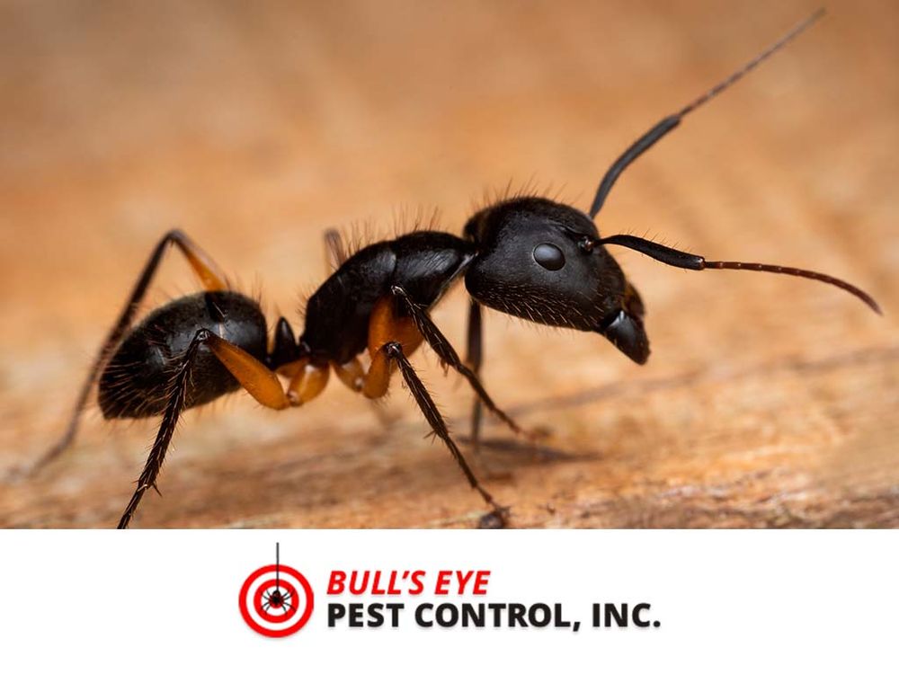 Bull's Eye Pest Control