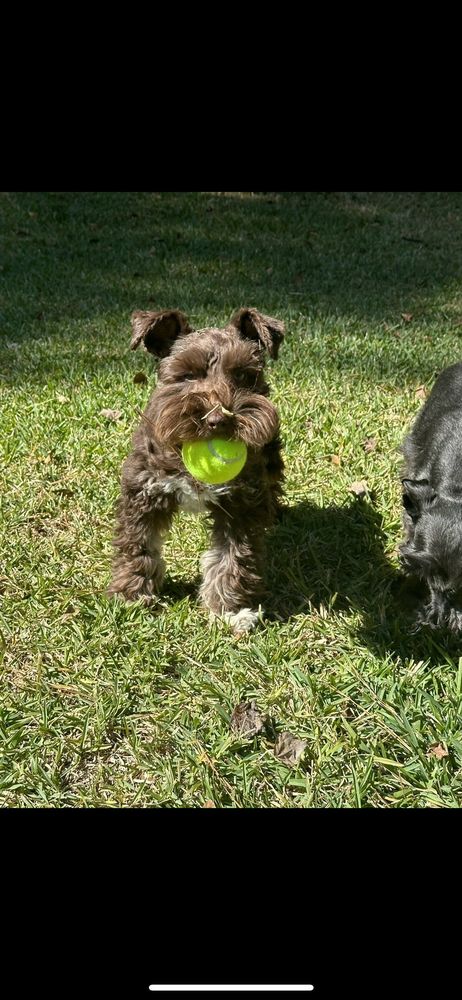 Carolina Pet Care Services