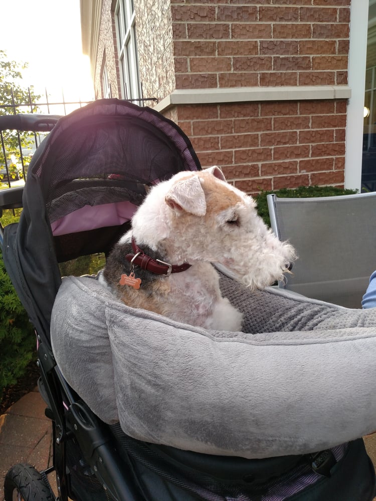 Dog Friendly Restaurants Near Kansas City Dog Friendly Restaurants Near Kansas City