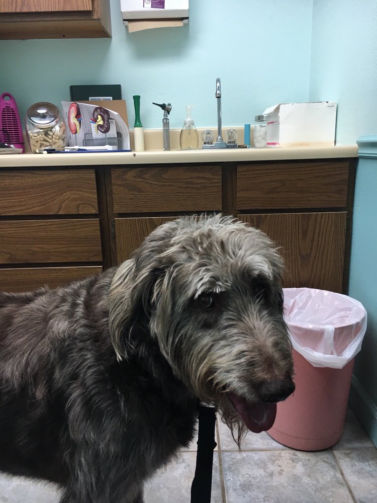 Northlake Veterinary Hospital 13 Photos Veterinarians 2480 N