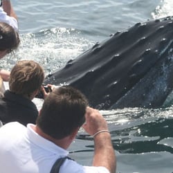Cape Ann Whale Watch photo