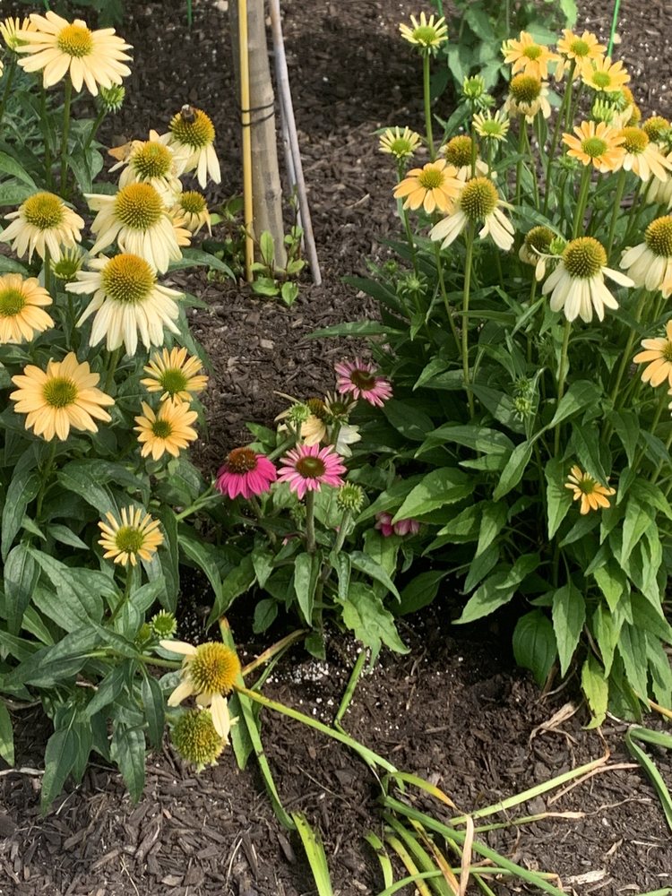 Redbud Native Plant Nursery