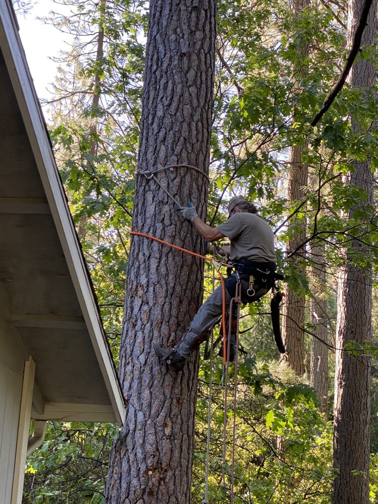 Bellizzi Tree Service