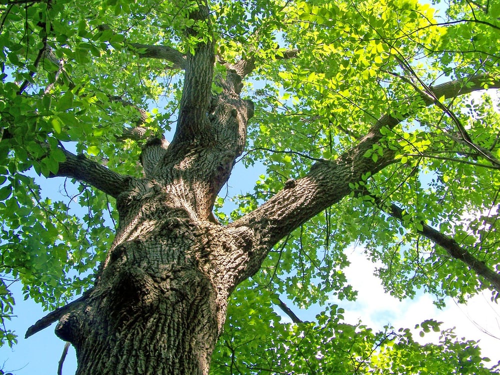 Venerables Tree Service