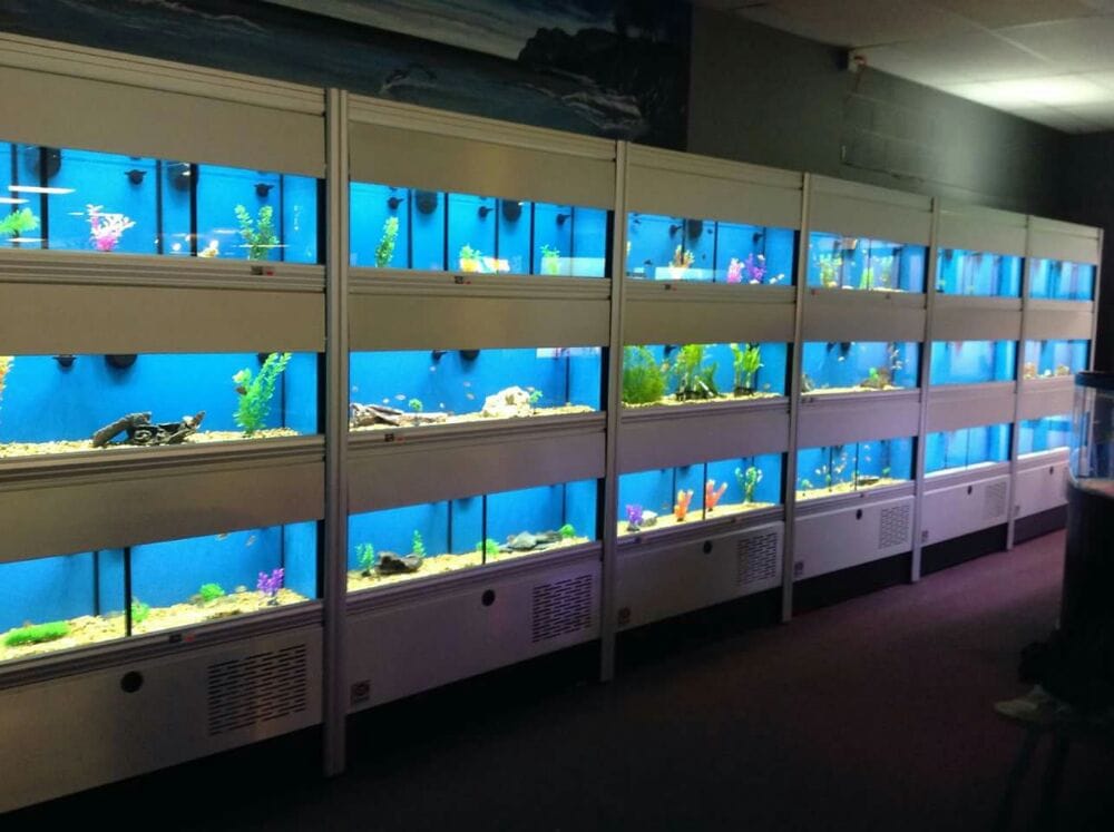 Animal City Pet Store In Murfreesboro Tn Animal City Pet Store In Murfreesboro Tn