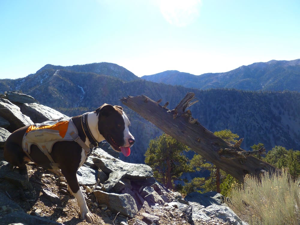 Mt Baldy via Register Ridge 42 Photos Hiking Mt Baldy Rd & Falls Rd, Mount Baldy, CA Yelp